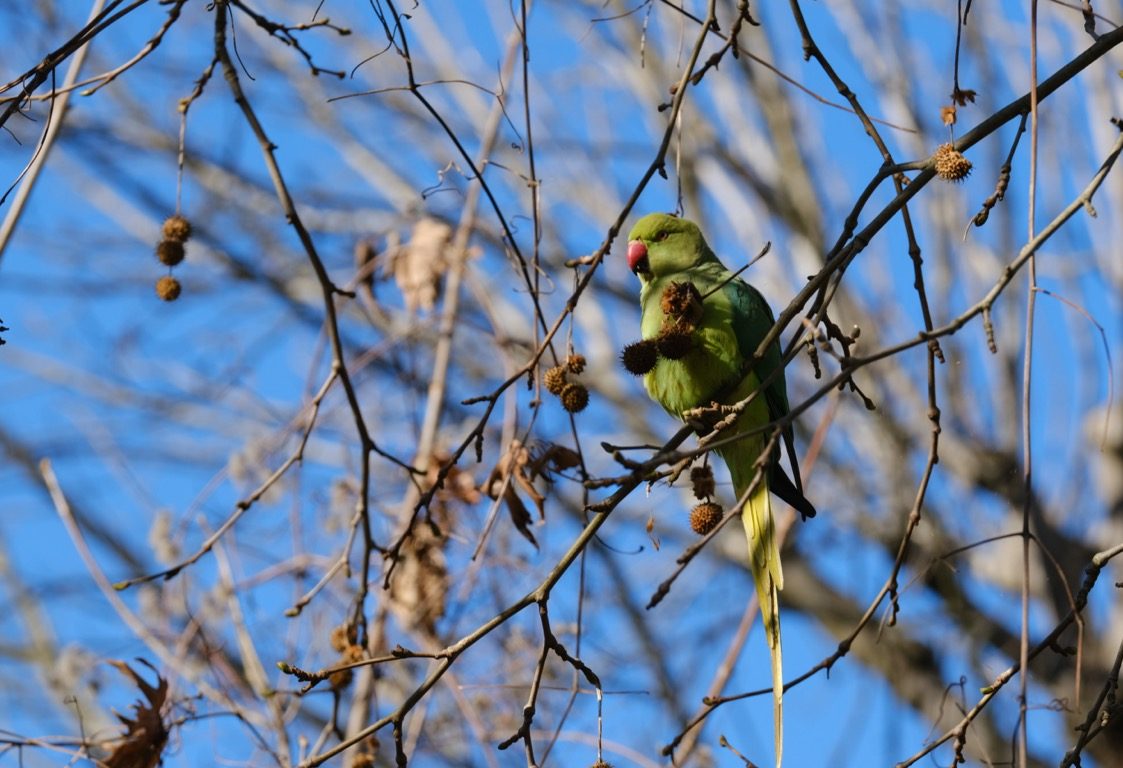 Une perruche à collier perchée dans un arbre