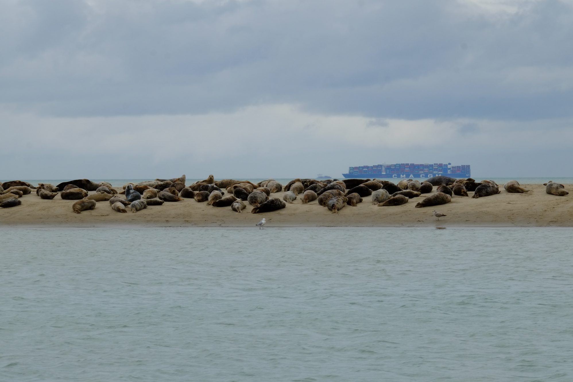 Au pied du phare on trouve une grande colonie de phoques et des cargos dans les lointains