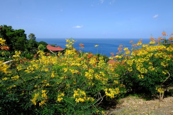 Une vue imprenable sur la mer depuis le jardin Botanique