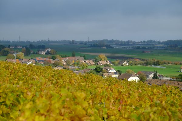 La vigne et les champs dans le canton de Vaud