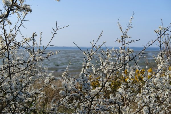 Un splendide printemps sur les bords du golfe © Yann Vernerie