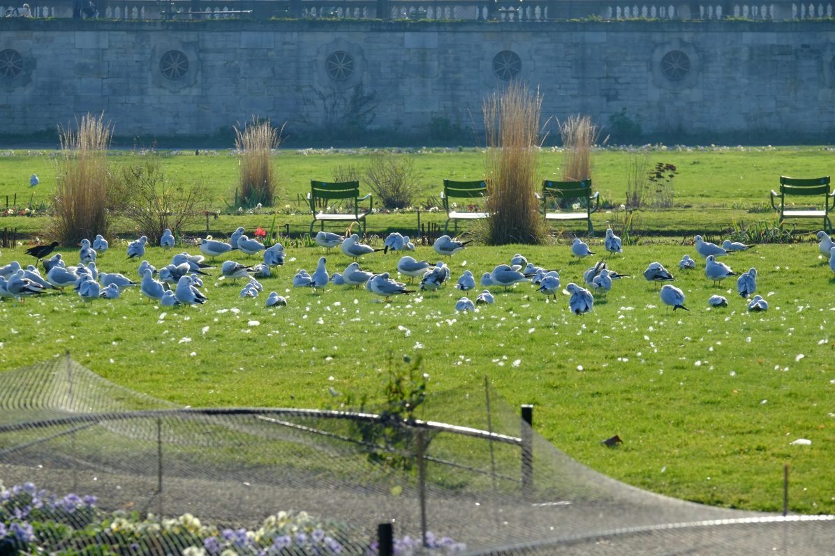 De nombreuses mouettes sur les pelouses des Tuileries