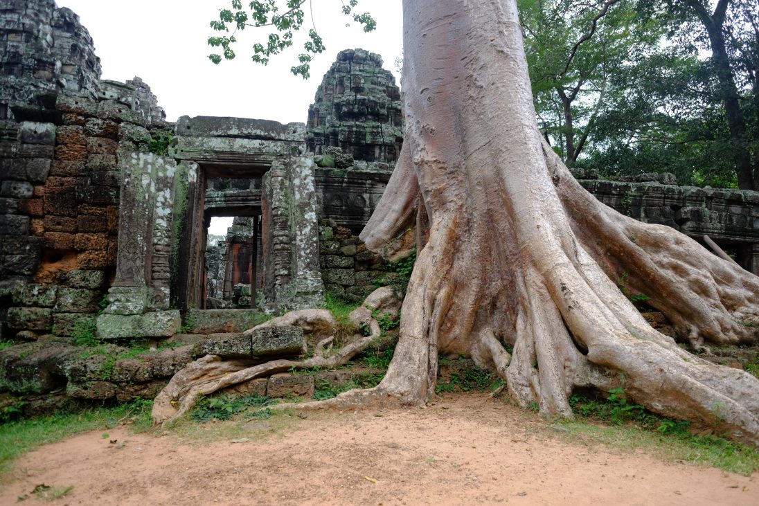 Le mélange de la nature et des ruines, la signature des temples khmers