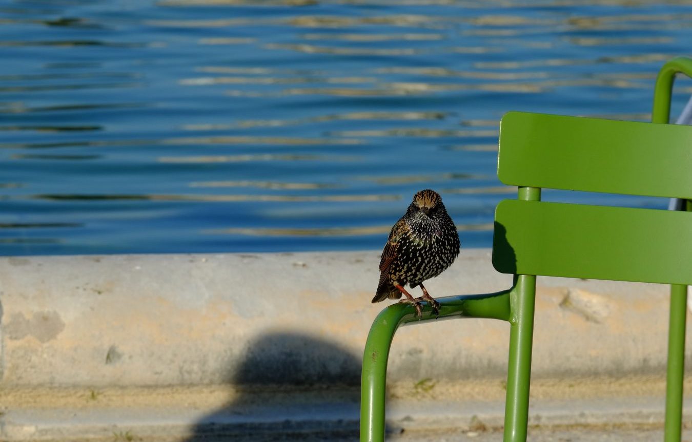 Un étourneau sansonnet sur une chaise du jardin des Tuileries