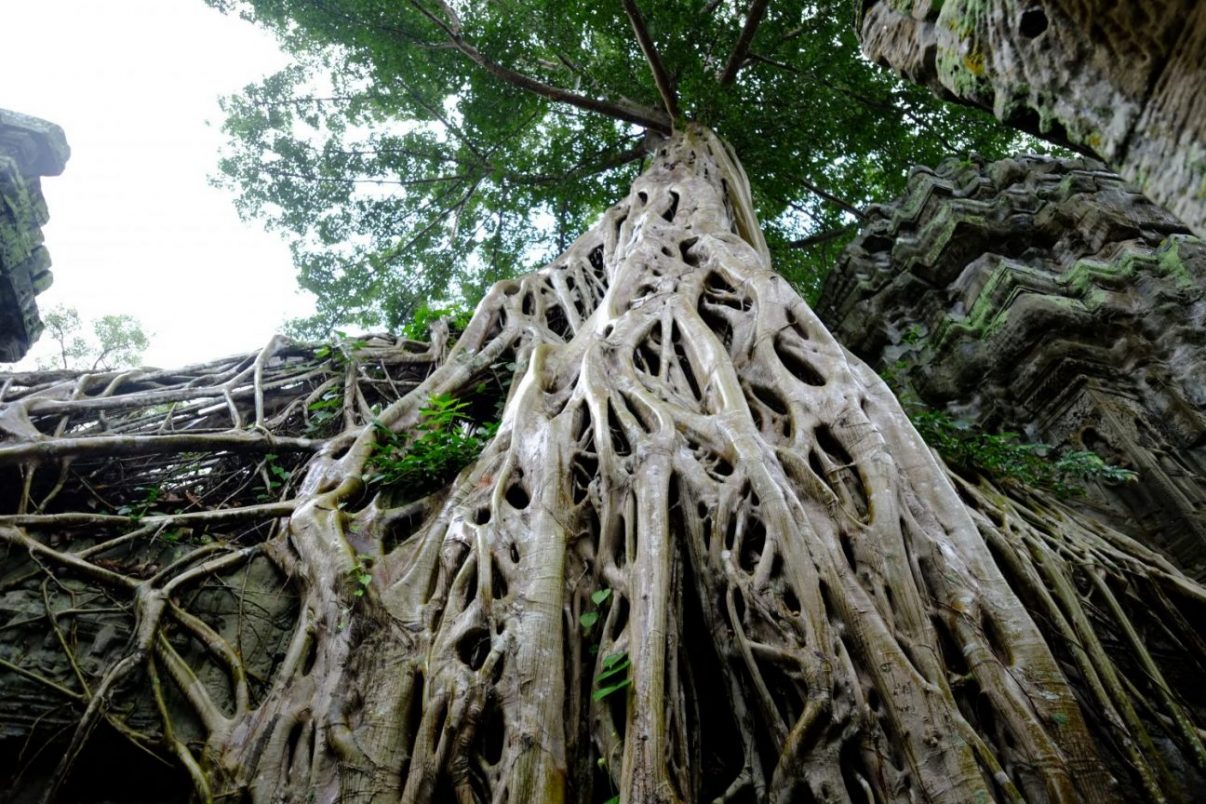 Un plan serré sur les racines d'un arbre
