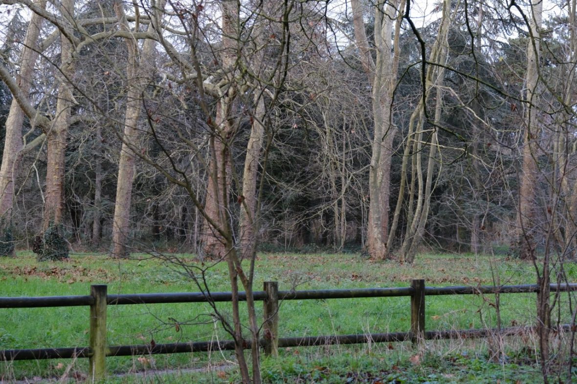 Des arbres en hiver, dans le bois de Vincennes
