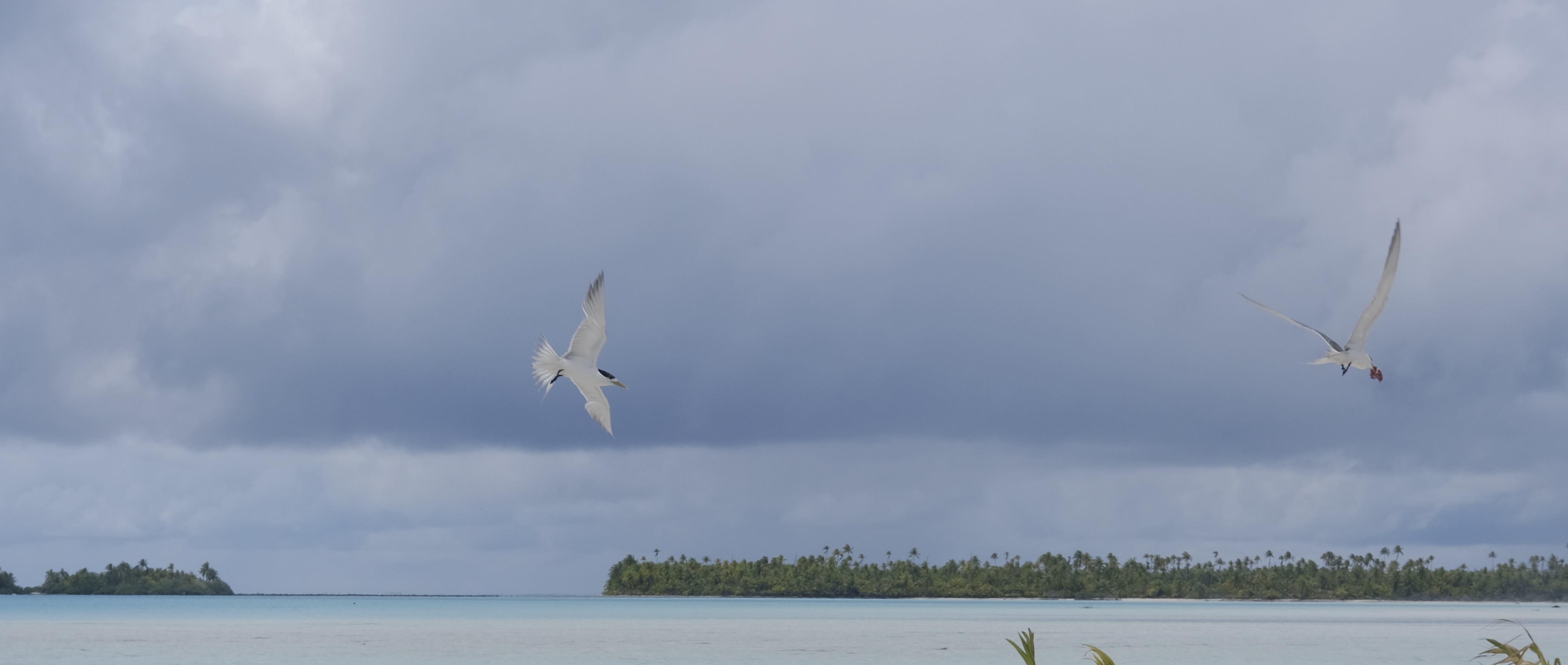 Deux sternes huppées en plein vol, un des oiseaux des Tuamotu