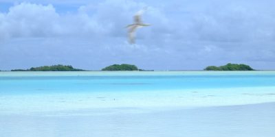 Un oiseau en plein vol au lagon bleu des Tuamotu
