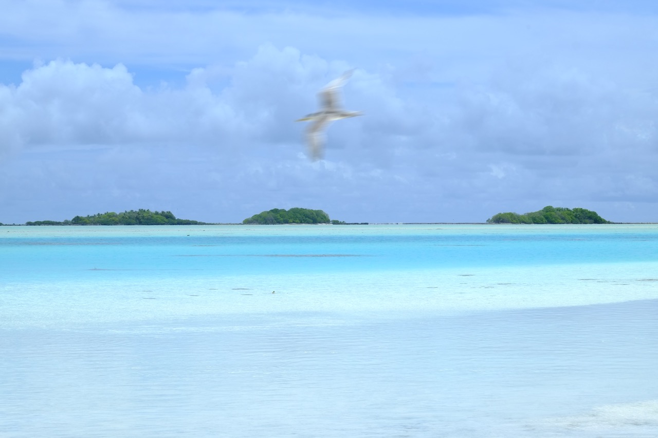 Un oiseau en plein vol au lagon bleu des Tuamotu