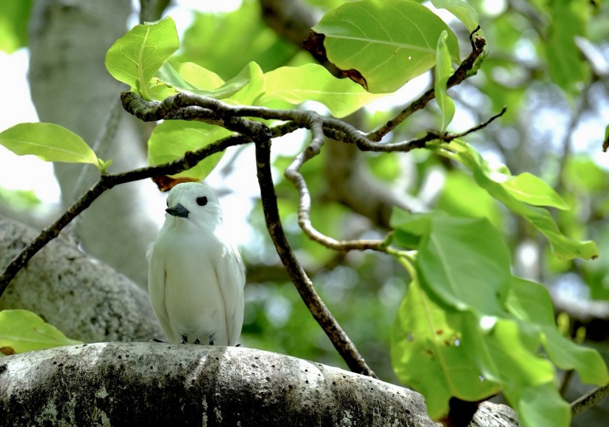 Une petite sterne blanche, un des oiseaux des Tuamotu