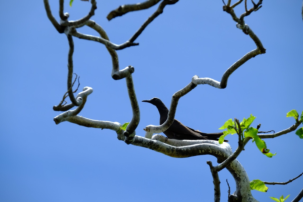 Une sterne ou noddi noir perchée sur une branche