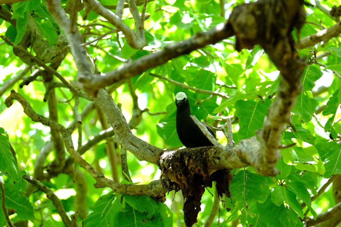 Une sterne sur une branche d'un arbre de l'île aux oiseaux