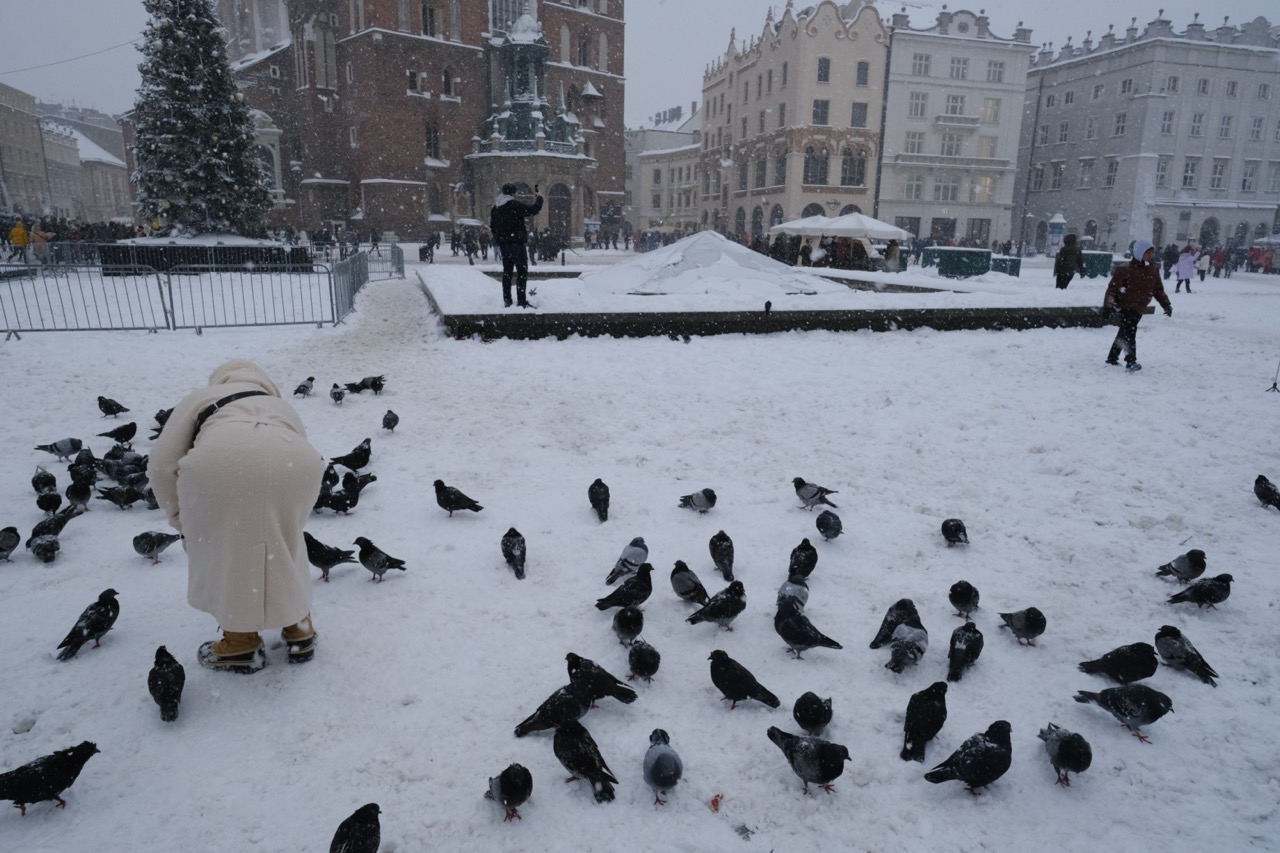 Des pigeons sur la grande place centrale de Cracovie