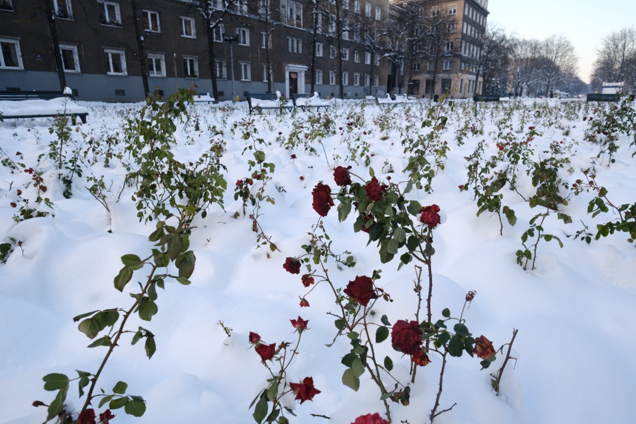 Des roses rouges sous la neige
