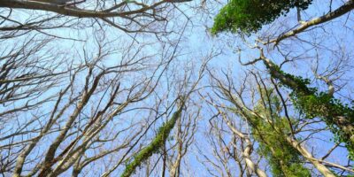 Les arbres de Chamarande