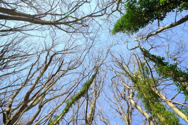 Les arbres de Chamarande