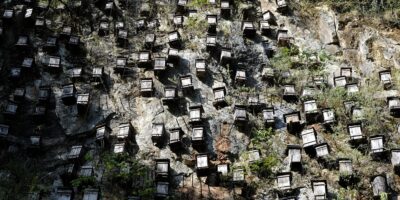 Des dizaines de ruches accrochées à la falaises dans le parc national de Shennongjia