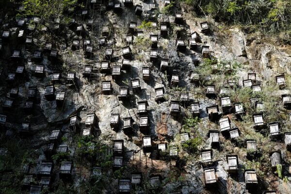 Des dizaines de ruches accrochées à la falaises dans le parc national de Shennongjia