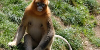 Un singe doré de la réserve nationale de Shennongjia