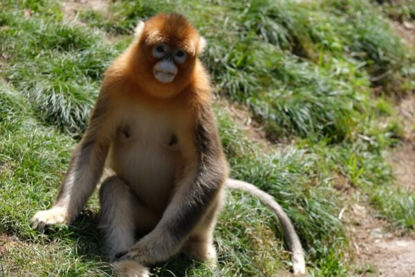 Un singe doré de la réserve nationale de Shennongjia