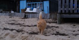 Petit Piquey, un petit village méconnu du bassin d’Arcachon