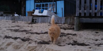 Une petite maison aux volets bleus et un chat sur la plage du Petit Piquey