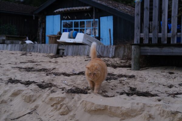 Une petite maison aux volets bleus et un chat sur la plage du Petit Piquey